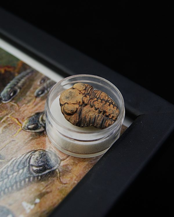 Cuadro con trilobite