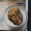 Cuadro con trilobite