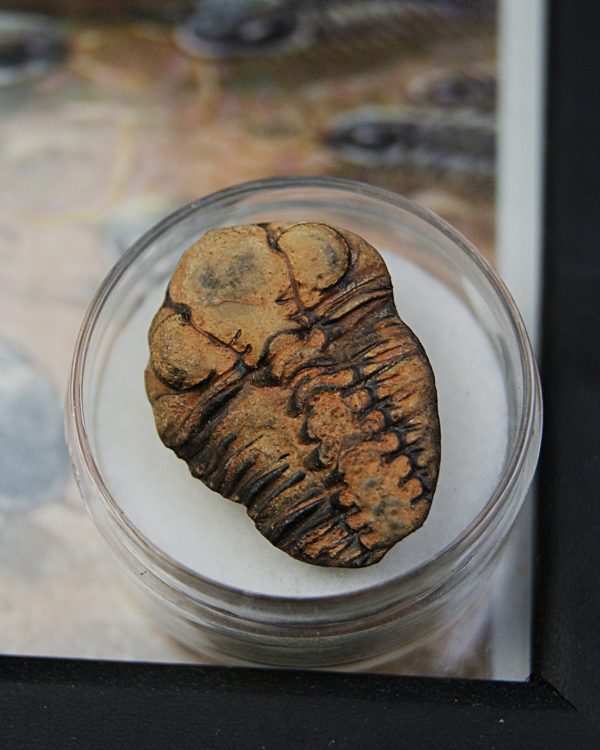 Cuadro con trilobite