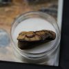 Cuadro con trilobite