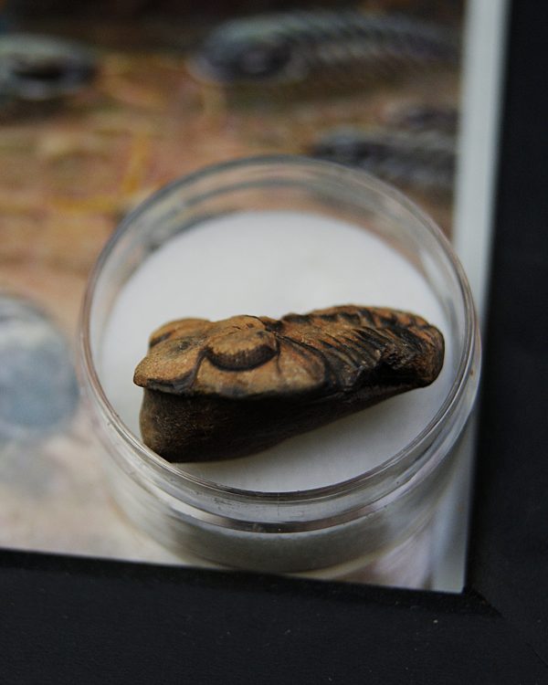 Cuadro con trilobite