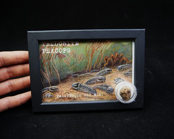 Cuadro con trilobite