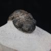 Trilobite Morocops ovatus