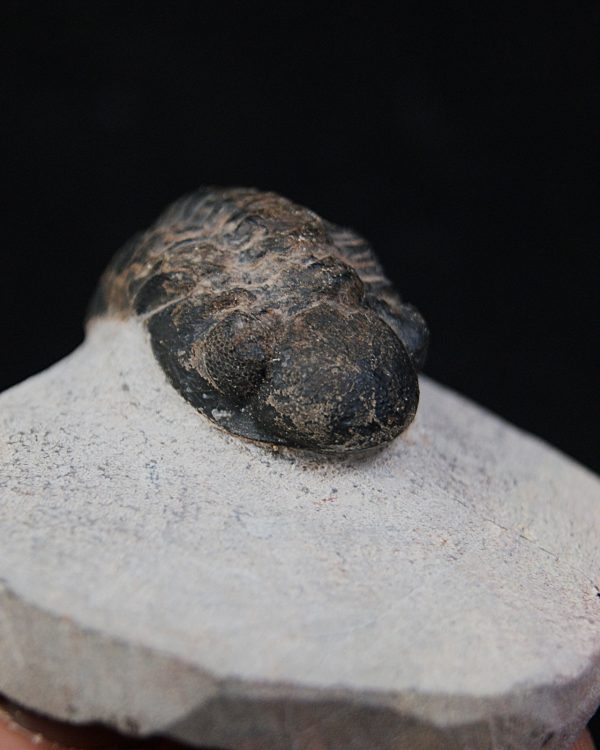 Trilobite Morocops ovatus
