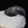 Trilobite Morocops ovatus