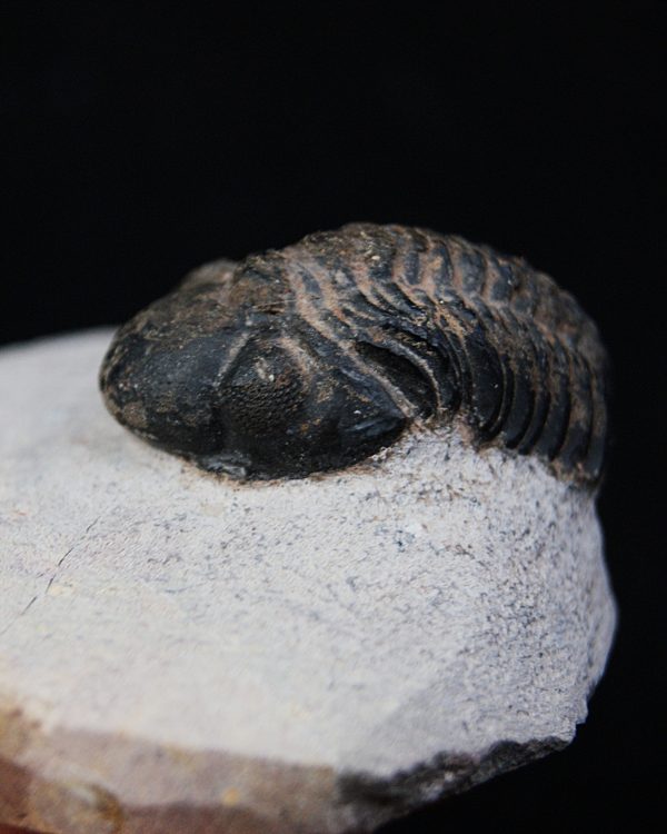 Trilobite Morocops ovatus