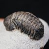 Trilobite Morocops ovatus