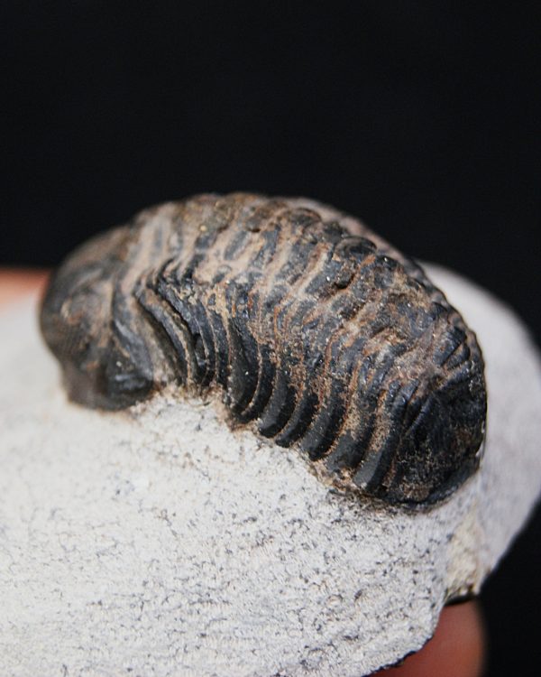 Trilobite Morocops ovatus