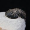 Trilobite Morocops ovatus