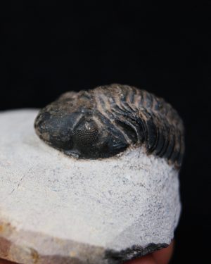 Trilobite Morocops ovatus