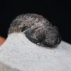 Trilobite Morocops ovatus