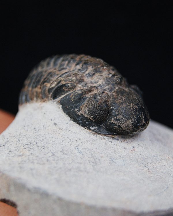 Trilobite Morocops ovatus