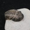 Trilobite Morocops ovatus