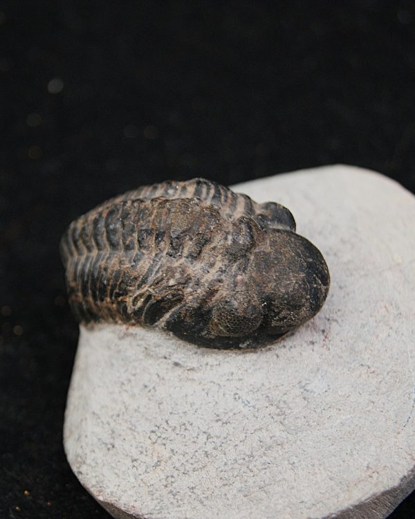 Trilobite Morocops ovatus