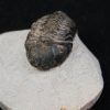 Trilobite Morocops ovatus