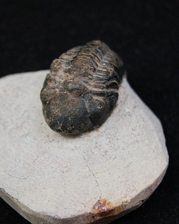 Trilobite Morocops ovatus