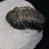 Trilobite Morocops ovatus