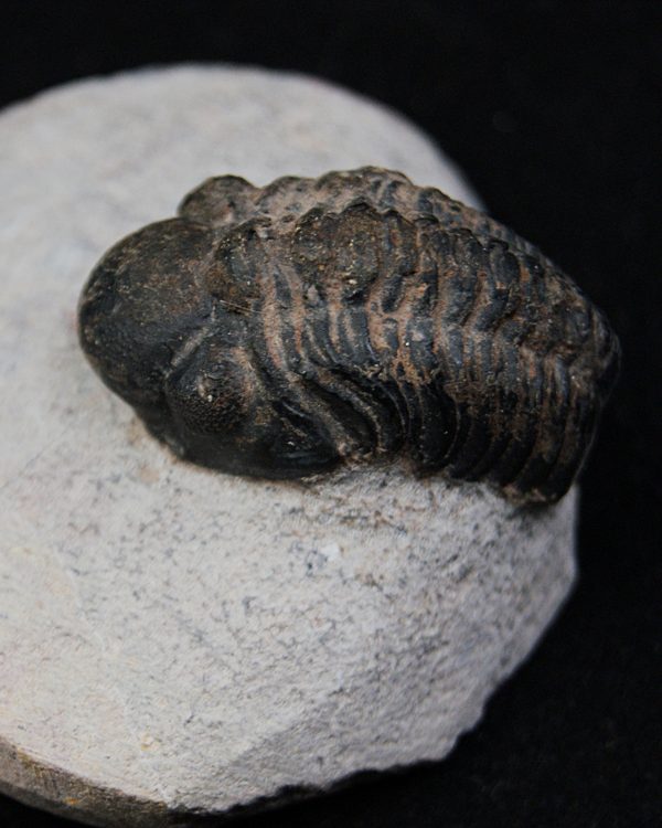 Trilobite Morocops ovatus