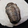 Trilobite Morocops ovatus