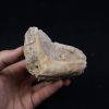 Enchodus libycus en matriz
