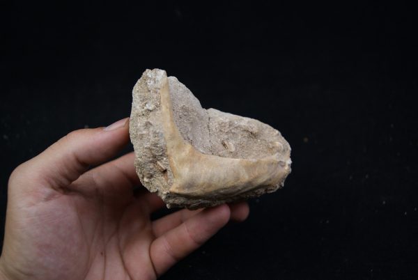 Enchodus libycus en matriz