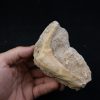 Enchodus libycus en matriz
