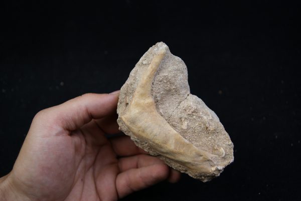 Enchodus libycus en matriz