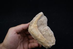 Enchodus libycus en matriz