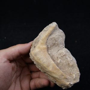 Enchodus libycus en matriz