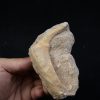 Enchodus libycus en matriz