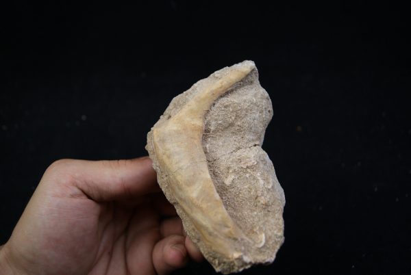 Enchodus libycus en matriz