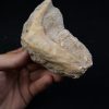 Enchodus libycus en matriz