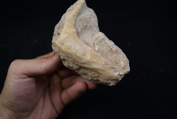 Enchodus libycus en matriz