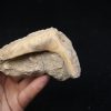 Enchodus libycus en matriz