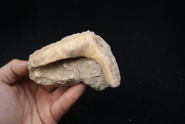 Enchodus libycus en matriz