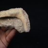 Enchodus libycus en matriz