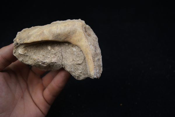 Enchodus libycus en matriz