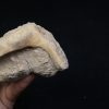 Enchodus libycus en matriz