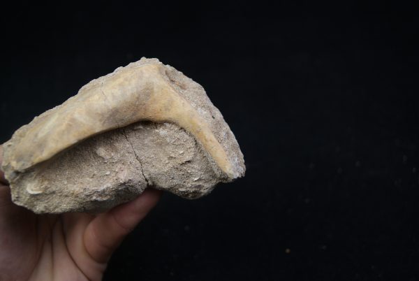 Enchodus libycus en matriz