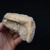 Enchodus libycus en matriz