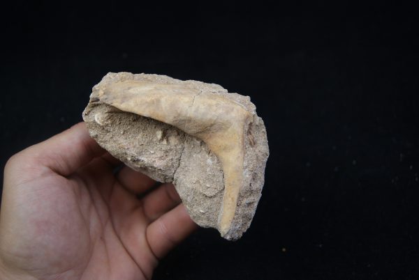 Enchodus libycus en matriz