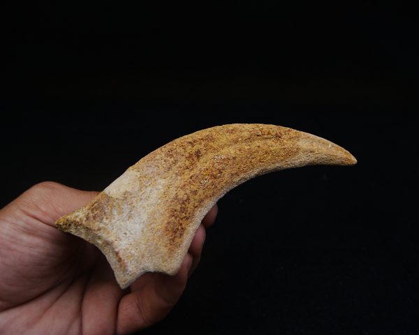Garra de terópodo indeterminado