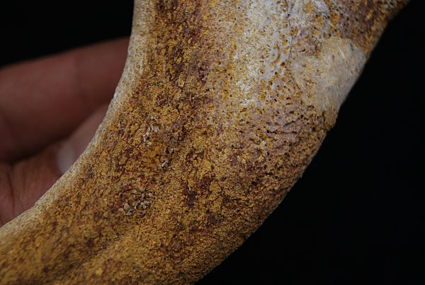 Garra de terópodo indeterminado
