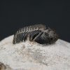 Morocops ovatus