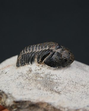 Morocops ovatus