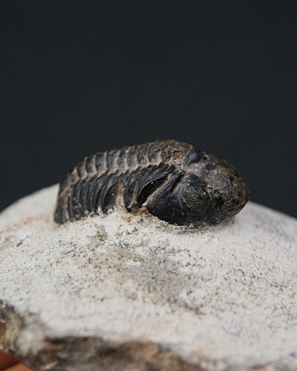 Morocops ovatus