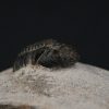 Morocops ovatus