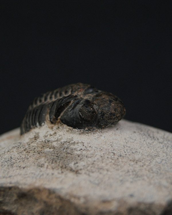 Morocops ovatus