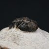 Morocops ovatus