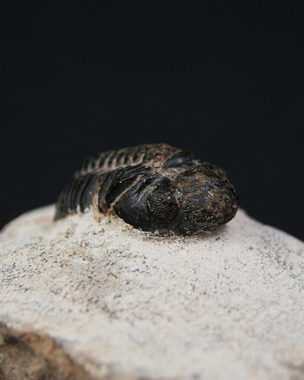 Morocops ovatus